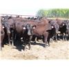 Image 6 : Box Ranch - 825# Heifers - 110 Head (Corning, SK)