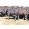 Image 7 : Box Ranch - 825# Heifers - 110 Head (Corning, SK)