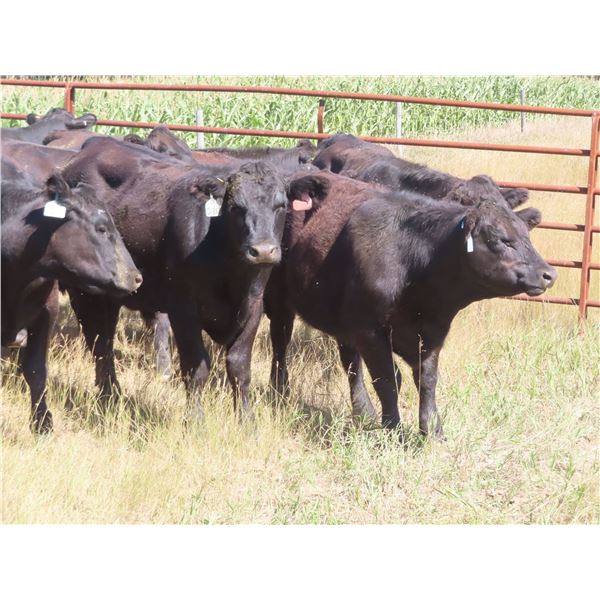 Box Ranch - 850# Steers - 35 Head (Corning, SK)