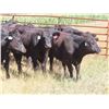 Image 1 : Box Ranch - 850# Steers - 35 Head (Corning, SK)