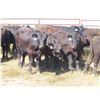 Image 2 : Box Ranch - 850# Steers - 35 Head (Corning, SK)