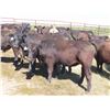 Image 3 : Box Ranch - 850# Steers - 35 Head (Corning, SK)