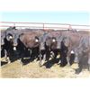 Image 4 : Box Ranch - 850# Steers - 35 Head (Corning, SK)