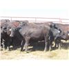 Image 5 : Box Ranch - 850# Steers - 35 Head (Corning, SK)