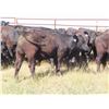 Image 6 : Box Ranch - 850# Steers - 35 Head (Corning, SK)