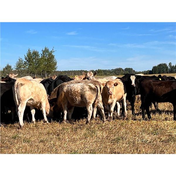 DeLeeuw Farms - 820# Heifers - 290 Head (Athabasca, AB)