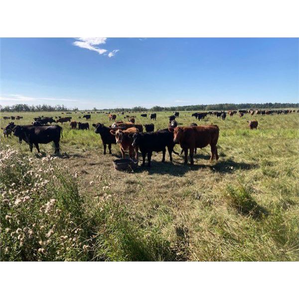 Diamond J Cattle Co. Inc. - 800# Heifers - 77 Head (Makwa, SK)