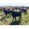 Image 2 : Diamond J Cattle Co. Inc. - 800# Heifers - 77 Head (Makwa, SK)