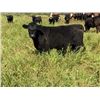 Image 3 : Diamond J Cattle Co. Inc. - 800# Heifers - 77 Head (Makwa, SK)