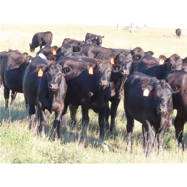 Rick Freeman Farms Ltd. - 800# Heifers - 40 Head (Goodwater, SK)