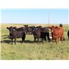 Image 2 : Rick Freeman Farms Ltd. - 800# Heifers - 40 Head (Goodwater, SK)