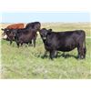 Image 3 : Rick Freeman Farms Ltd. - 800# Heifers - 40 Head (Goodwater, SK)
