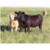 Image 5 : Rick Freeman Farms Ltd. - 800# Heifers - 40 Head (Goodwater, SK)