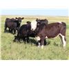 Image 6 : Rick Freeman Farms Ltd. - 800# Heifers - 40 Head (Goodwater, SK)