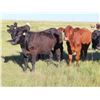 Image 8 : Rick Freeman Farms Ltd. - 800# Heifers - 40 Head (Goodwater, SK)