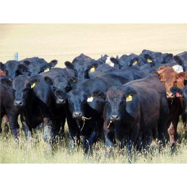 Rafter C Cattle Co. - 790# Heifers - 32 Head (Lafleche, SK)