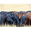 Image 3 : Rafter C Cattle Co. - 790# Heifers - 32 Head (Lafleche, SK)