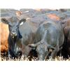Image 6 : Rafter C Cattle Co. - 790# Heifers - 32 Head (Lafleche, SK)