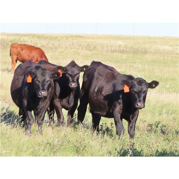 Rick Freeman Farms Ltd. - 680# Heifers - 60 Head (Goodwater, SK)