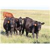 Image 1 : Rick Freeman Farms Ltd. - 680# Heifers - 60 Head (Goodwater, SK)
