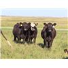 Image 2 : Rick Freeman Farms Ltd. - 680# Heifers - 60 Head (Goodwater, SK)