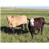Image 3 : Rick Freeman Farms Ltd. - 680# Heifers - 60 Head (Goodwater, SK)