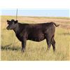 Image 4 : Rick Freeman Farms Ltd. - 680# Heifers - 60 Head (Goodwater, SK)