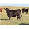 Image 5 : Rick Freeman Farms Ltd. - 680# Heifers - 60 Head (Goodwater, SK)