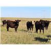 Image 8 : Rick Freeman Farms Ltd. - 680# Heifers - 60 Head (Goodwater, SK)