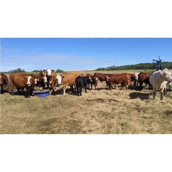 Kale Gist - 820# Steer Calves - 70 Head (Donalda, AB)