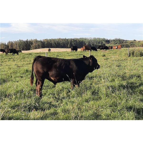 Leedale Farming - 820# Steer Calves - 230 Head (Eckville AB)