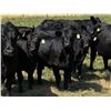 Image 2 : Leedale Farming - 820# Steer Calves - 230 Head (Eckville AB)
