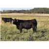 Image 3 : Leedale Farming - 820# Steer Calves - 230 Head (Eckville AB)