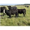 Image 6 : Leedale Farming - 820# Steer Calves - 230 Head (Eckville AB)