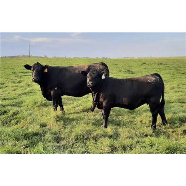 Leedale Farming - 700# Heifer Calves - 85 Head (Eckville AB)