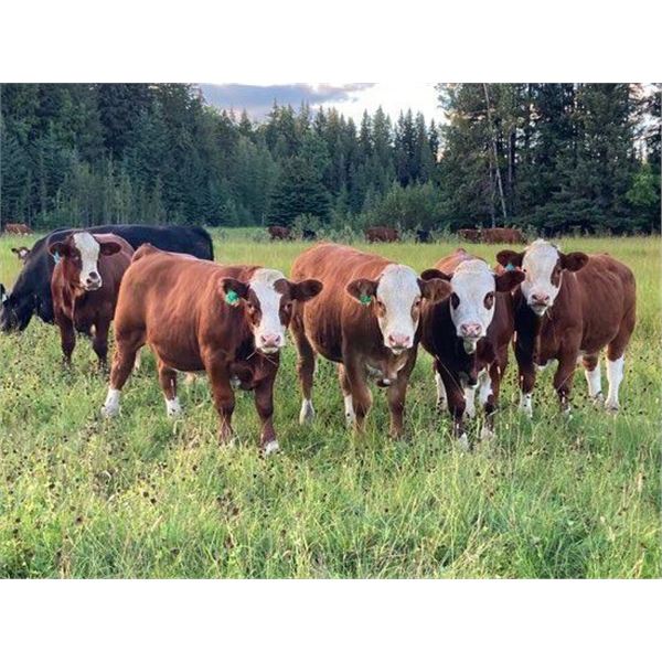 4M Cattle Co. - 800# Steer Calves - 75 Head (Stauffer, AB)