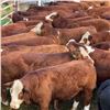 Image 6 : 4M Cattle Co. - 800# Steer Calves - 75 Head (Stauffer, AB)