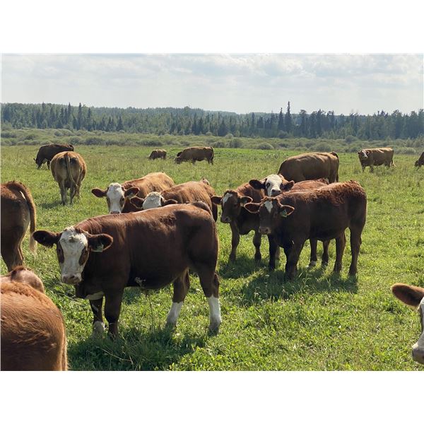 R-Five Simmentals - 800# Steer Calves - 75 Head (Hoadley AB)