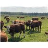 Image 1 : R-Five Simmentals - 800# Steer Calves - 75 Head (Hoadley AB)