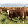 Image 2 : R-Five Simmentals - 800# Steer Calves - 75 Head (Hoadley AB)
