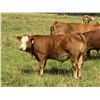 Image 3 : R-Five Simmentals - 800# Steer Calves - 75 Head (Hoadley AB)