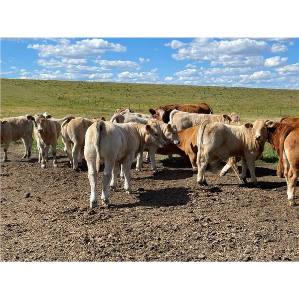 Grassy Flat Ranches Ltd. - 775# Steer Calves - 155 Head (Dewberry, AB)