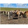 Image 1 : Grassy Flat Ranches Ltd. - 775# Steer Calves - 155 Head (Dewberry, AB)