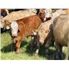 Image 3 : Grassy Flat Ranches Ltd. - 775# Steer Calves - 155 Head (Dewberry, AB)