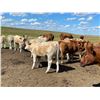 Image 4 : Grassy Flat Ranches Ltd. - 775# Steer Calves - 155 Head (Dewberry, AB)