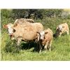 Image 5 : Grassy Flat Ranches Ltd. - 775# Steer Calves - 155 Head (Dewberry, AB)