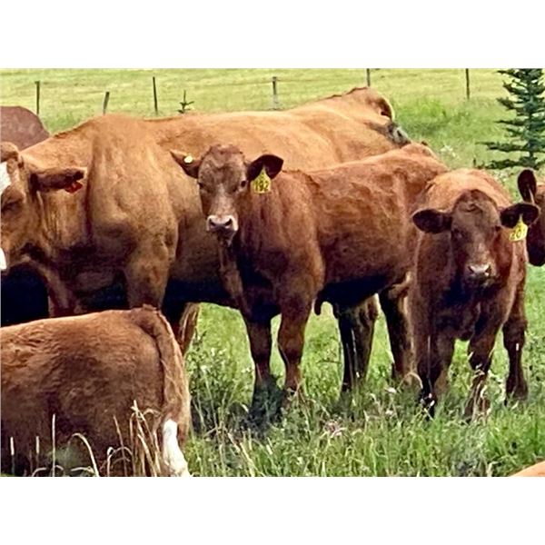 UXL Ranch - 740# Steer Calves - 85 Head (Millarville, AB)