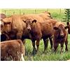 Image 1 : UXL Ranch - 740# Steer Calves - 85 Head (Millarville, AB)
