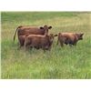 Image 3 : UXL Ranch - 740# Steer Calves - 85 Head (Millarville, AB)