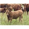 Image 4 : UXL Ranch - 740# Steer Calves - 85 Head (Millarville, AB)